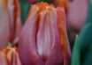 Tulipa Astronaut André Kuipers ® (3)